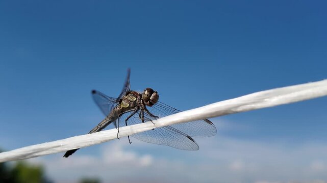 A dragonfly perches on a thin wire against a clear blue sky, showcasing intricate wing detail ideal footage for nature documentaries and macro content