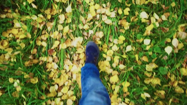 Feet step through grass covered in golden autumn leaves. View from above, showing casual walk. Colorful foliage suggests peaceful park stroll. Ideal for nature, travel, or seasonal projects
