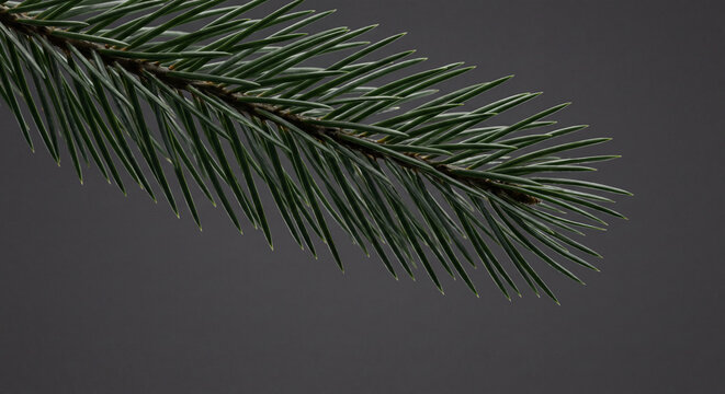 Close-up of evergreen pine branch with needles on dark gray background, green conifer foliage detail, minimalist composition, natural texture, winter concept