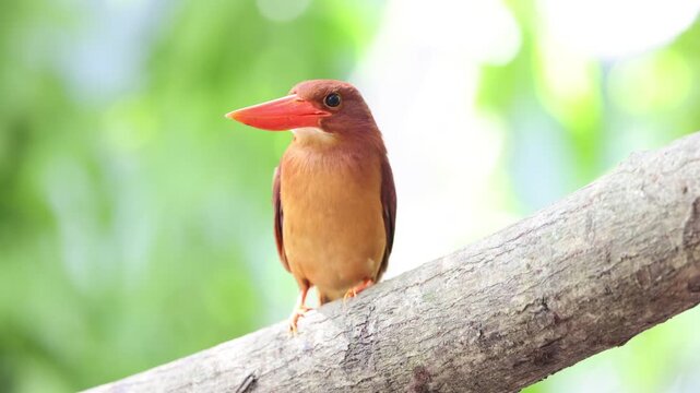 The ruddy kingfisher (Halcyon coromanda) is a medium-sized tree kingfisher, widely distributed in east and southeast Asia. This photo was taken in Java island(Halcyon coromanda minor).