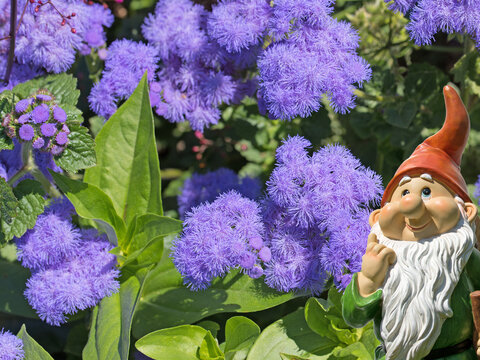 Leberbalsam ,Ageratum houstonianum,Nahaufnahme
