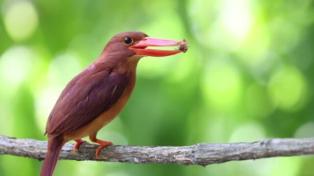 The ruddy kingfisher (Halcyon coromanda) is a medium-sized tree kingfisher, widely distributed in east and southeast Asia. This photo was taken in Java island(Halcyon coromanda minor).