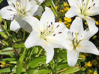 Blühende Lilien ,Lilium, Nahaufnahme © M. Schuppich