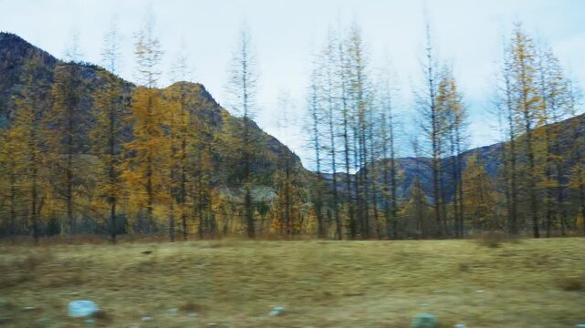 Autumn valley with golden larch trees. Mountains rise behind with cloudy sky. Grassland stretches forward, slightly blurred from motion. Scene captures serene, natural beauty. Ideal for travel, nature