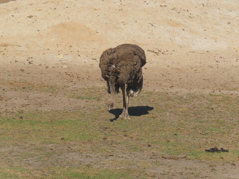 ostrich in the wild