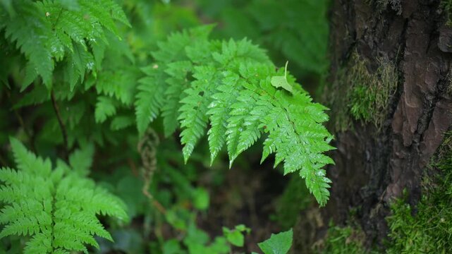 Green fern fronds in dense forest undergrowth