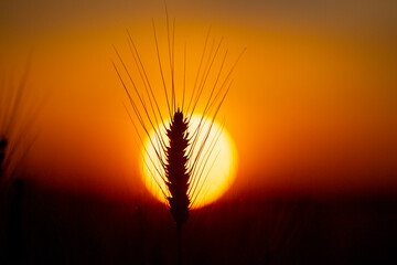 Fototapeta premium Crop silhouette in sunlight. Crop ear against sunset. Golden crop field background. Backlit crop close up.