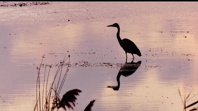 Silhouettes of water birds fishing on a lake.