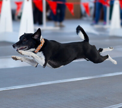 Mixed breed dog in the air as she gets ready to go over a jump