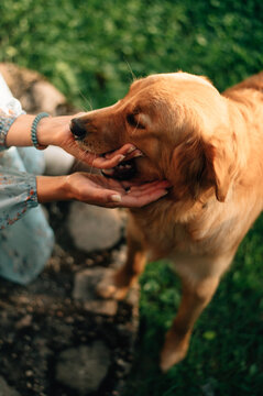 Golden dog in the summer
