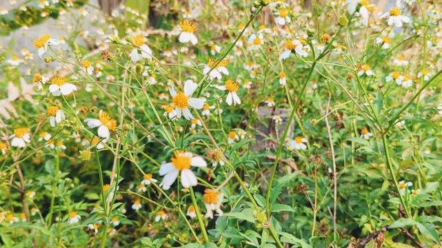 fresh white beggarticks flowers growing wildly in the garden. This medicinal herbaceous plant thrives in tropical regions and attracts natural pollinators