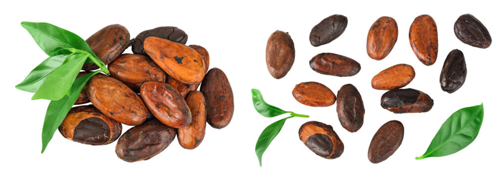 cocoa beans isolated on white background. Top view. Flat lay