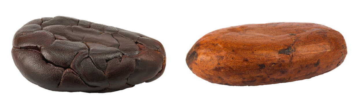 cocoa beans isolated on white background. Top view. Flat lay