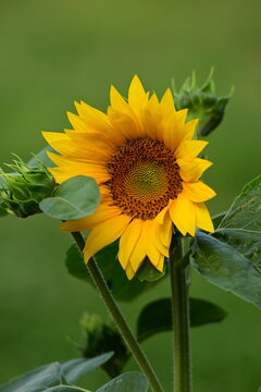 Close up a bright fresh blooming Sunflower