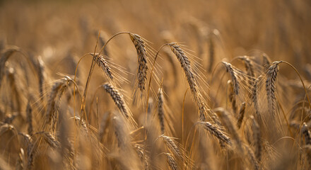 Wheat field background. Wheat ears across fertile rural countryside. Mature cereal wheat with long natural awns. Agricultural background with wheat and copy space. © Volodymyr