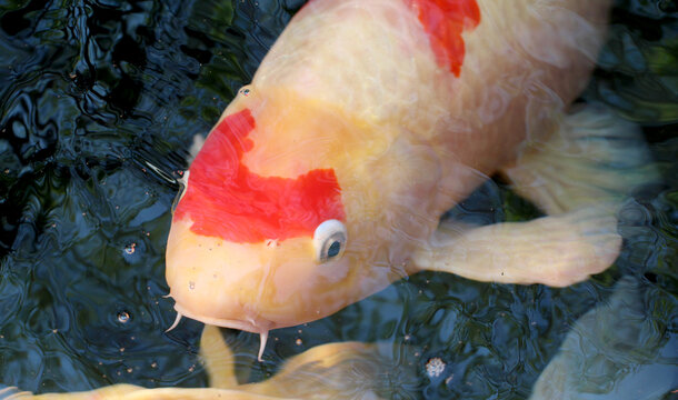 White and red koi fish swimming in the water.