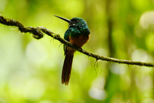 Frontal view of a Rufous-tailed jacamar (Galbula ruficauda melanogenia) perched on a moss-overgrown thin liana at Arenal 1968 Volcano Trails, Alajuela Province, Costa Rica