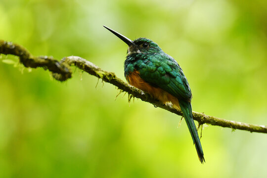 Rufous-tailed jacamar (Galbula ruficauda melanogenia) perched on a moss-overgrown thin liana at Arenal 1968 Volcano Trails, Alajuela Province, Costa Rica