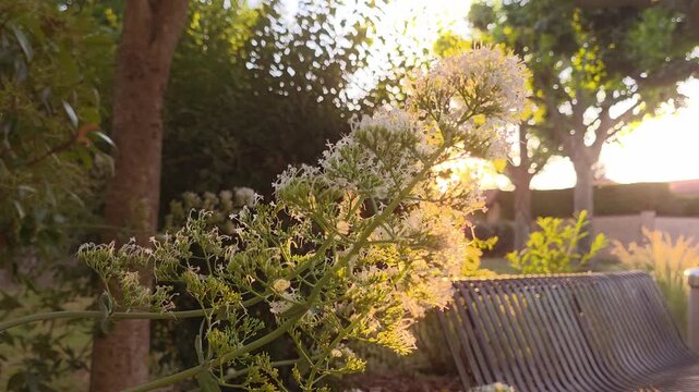 Flowers of Valeriana rubra catch sunlight in a park at sunset