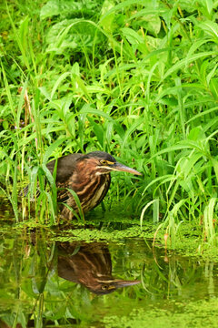 Juvenile Green Heron bird hunts in the tall grasses along the edge of a pond
