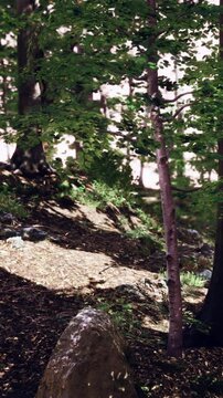 In a forest, tall trees surround a rocky path, with sunlight filtering through the leaves. The ground is covered in fallen leaves and small plants.