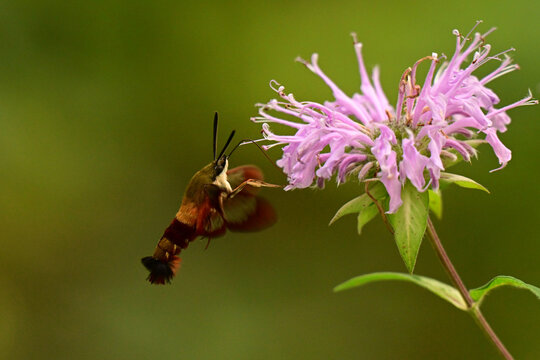Close up of a Clearwing Hummingbird Moth gathering nectar from pink wild Bee Balm flowers
