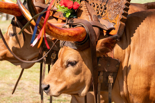 Traditional yoke on Portuguese cattle The Concept of history and craft