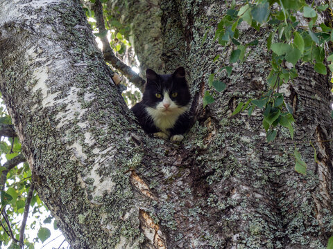 A black and white tuxedo cat sitting comfortably in the fork of a large, lichen-covered birch tree trunk, looking directly at the camera with green eyes surrounded by green summer foliage