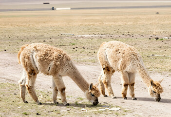 Naklejka premium Alpaca farming and sustainable agriculture, two young alpacas grazing in a dry field on a sunny day