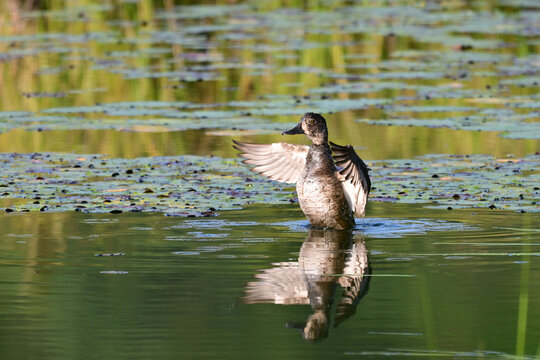 Autumn scene of a young Ringed-neck Duck flapping its wings along the edge of a wetland marsh