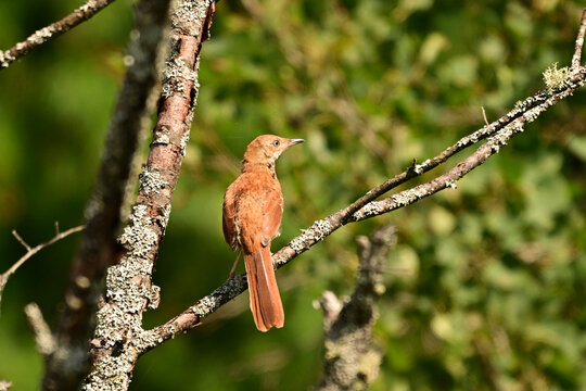 A Brown Thrasher bird sits perched on a moss covered tree along the edge of a meadow