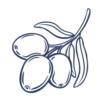 Olive cluster with three fruits and pointed leaves in naive hand drawn outline. Menu, packaging and Mediterranean designs feature an olive cluster, vector illustration.
