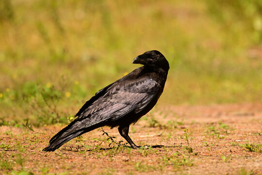Close up of a Raven standing in a meadow looking around 