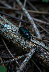 Naklejka premium Biodiversity and ecosystem health, iridescent beetle crawling on a decaying log in a natural forest environment