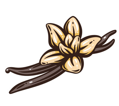 Vanilla pods hand drawn outline with dark bean pods and pale vanilla flowers. Baking and dessert designs use vanilla pods in retro sketch style, vector illustration.