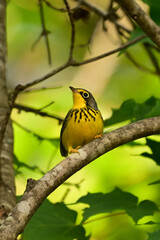 Fototapeta premium Close up of a cute little male Canada Warbler perched on a branch