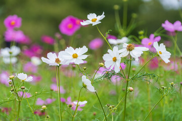 Vibrant white and pink cosmos flowers blooming in autumn garden with green bokeh background and copy space © Kazutaka