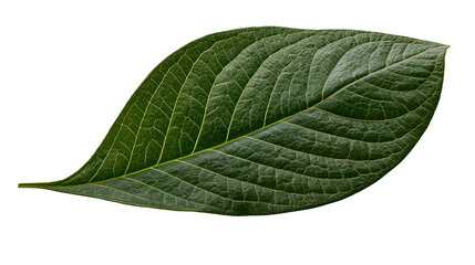 Dark green textured leaf with prominent veins © Otillie