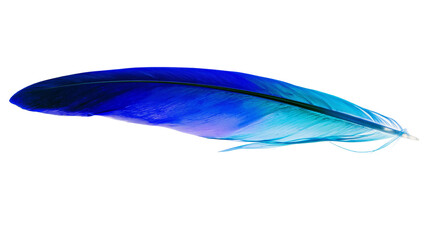 Vibrant blue and teal feather with delicate barbs © Otillie