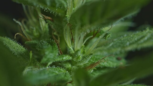 A detailed macro shot of a cannabis plant showcasing its vibrant green leaves and developing buds covered in trichomes. The image highlights the intricate textures and natural beauty of the plant
