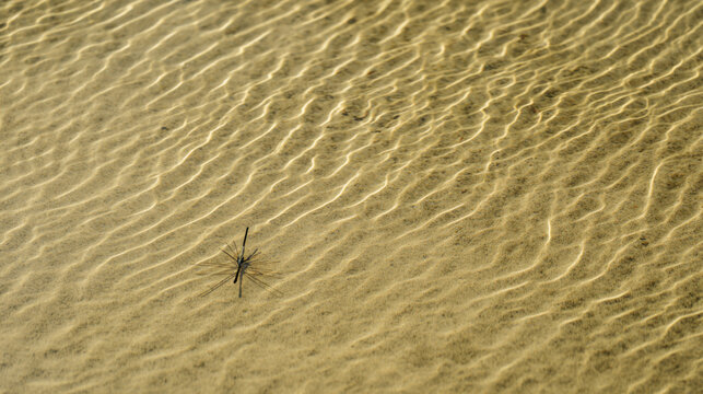 transparent minimalist shot of a water strider shadow