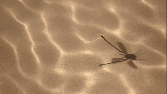 transparent minimalist shot of a water strider shadow
