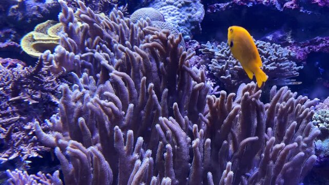Lyretail anthias fish swimming among tall coral formations in a blue aquarium tank at the Israel Aquarium in Jerusalem, Israel