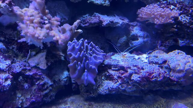 Skunk cleaner shrimp and lyretail anthias fish swimming among colorful coral formations in a blue aquarium tank at the Israel Aquarium in Jerusalem, Israel