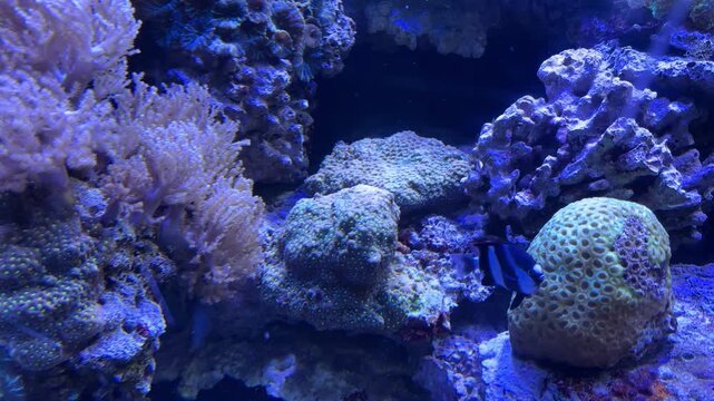 Lyretail anthias and whitetail dascyllus fish swimming among diverse coral reef formations including soft and brain corals in a blue aquarium tank at the Israel Aquarium in Jerusalem, Israel