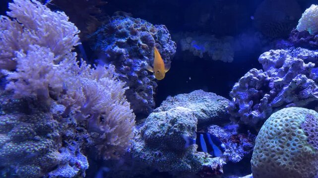 Lyretail anthias and whitetail dascyllus fish swimming among diverse coral reef formations in a blue aquarium tank at the Israel Aquarium in Jerusalem, Israel