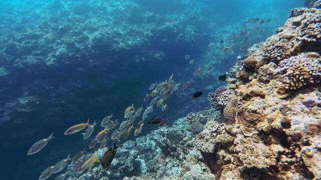 School of Reef Fish Including Yellowfin Goatfish and Redtooth Triggerfish Underwater in Kume Island, Okinawa, Japan