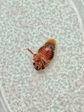 dead cockroach