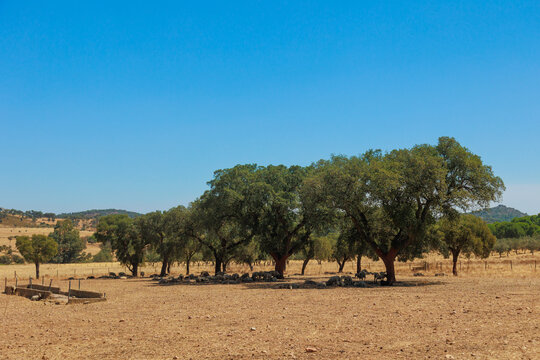 Rural landscape in the Alentejo region of Portugal, featuring large cork oak trees scattered across a dry golden pasture, with a flock of sheep resting beneath the trees. The warm, arid scenery