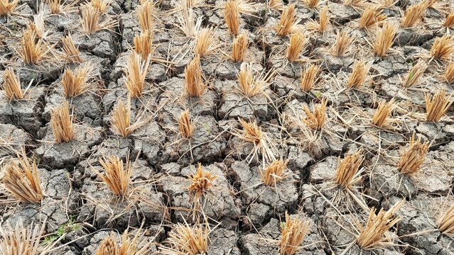 The remains of dried straw stubble in the rice fields that are cracked due to the drought.